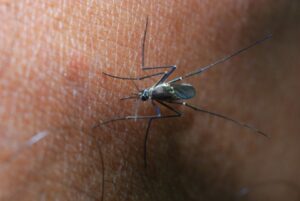 dreamstime_xxl_9726862